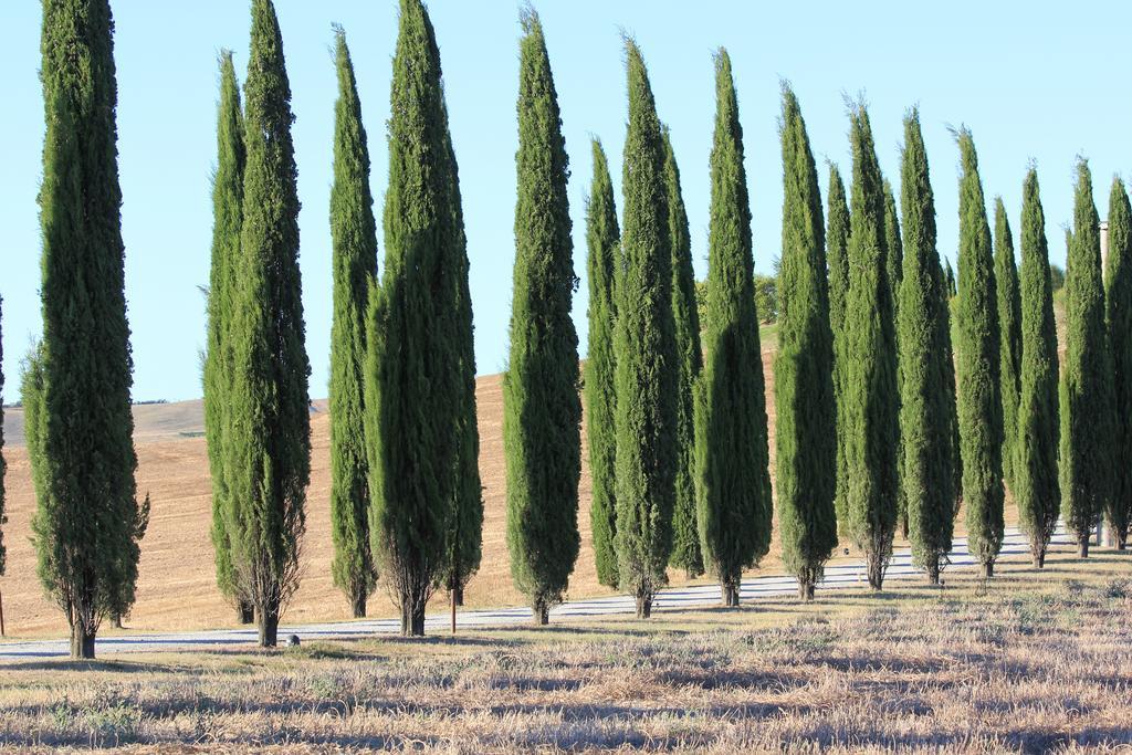 Апартаменти La Terrazza Sulla Val D'Orcia Кастільйоне-д'Орчія Екстер'єр фото